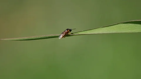 Little bug sitting on the blade of grass. Stock-Footage 76249665