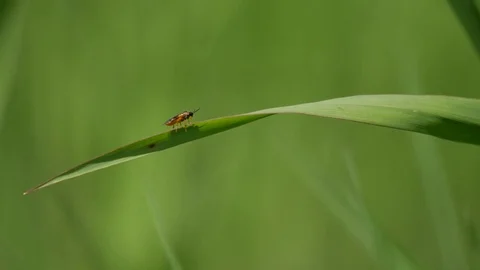 Little bug sitting on the blade of grass. Video stock 76249829