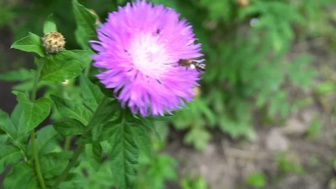 Little bug sitting on a purple flower Video stock 76789377