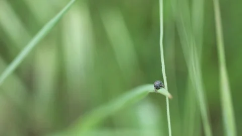 Little bugs on grass Stock Footage 76003963