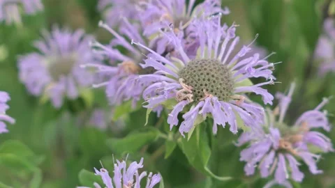Little bumblebee collecting nectar on pink to violet flowers of Monarda Stock Footage 338415376
