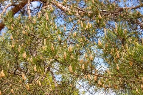 The little bumps on the pine Stock Photos