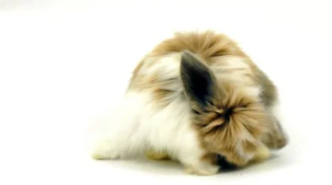 Little bunny is cleaning itself Stock Footage 10576550