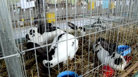 Little bunny Stock Footage 230981312