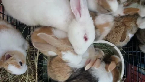Little bunny Stock Footage 230981319