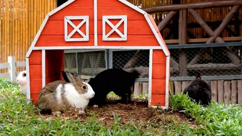 Little bunny Stock Footage 230981480