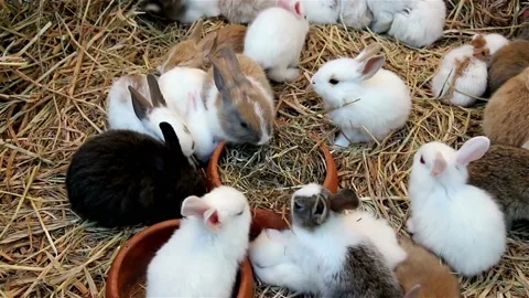 Little bunny Stock Footage 230981568