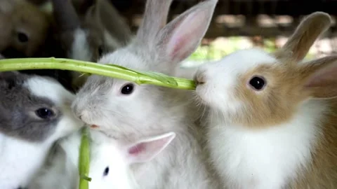 Little bunny Stock Footage 230981871
