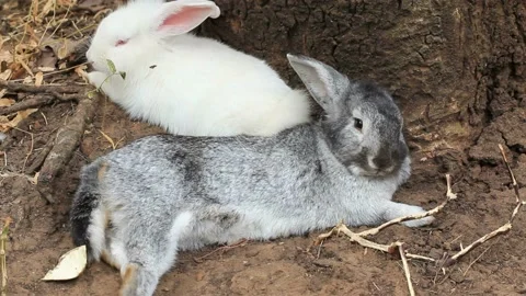 Little bunny Stock Footage 230981909