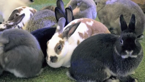 Little bunny Stock Footage 230981923