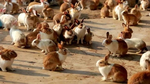 Little bunny Stock Footage 230982308