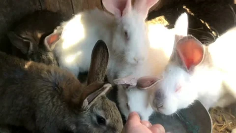 Little bunny Stock Footage 230982315