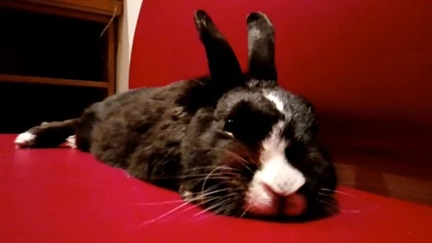Little bunny gets stroked Stock Footage 87801069