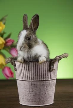Little bunny, happy easter background Stock Photos