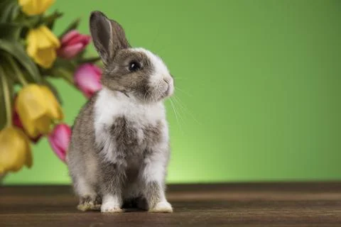 Little bunny, happy easter background Stock Photos