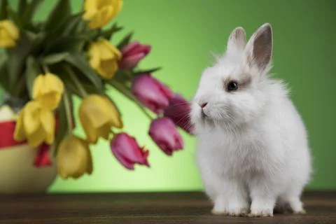 Little bunny, happy easter background Stock Photos