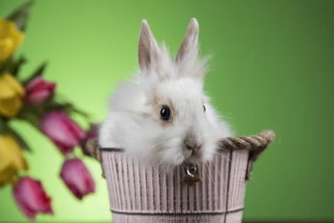 Little bunny, happy easter background Stock Photos