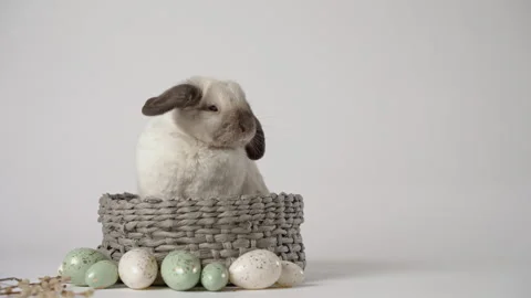 Little bunny sitting in grey basket on white background with coloured eggs Stock Footage 305169068