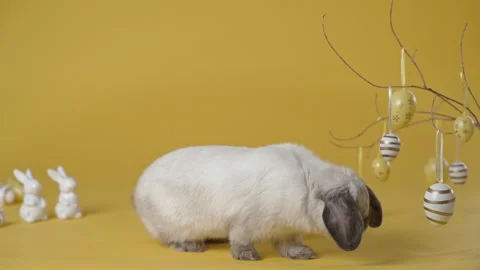 Little bunny sitting yellow background with coloured eggs. Stock Footage 305169357