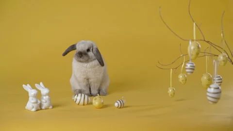Little bunny sitting yellow background with coloured eggs. Stock Footage 305169540