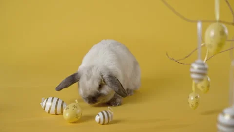 Little bunny sitting yellow background with coloured eggs. Stock Footage 305169767