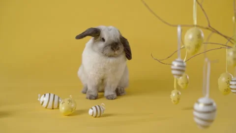 Little bunny sitting yellow background with coloured eggs. Stock Footage 305169997