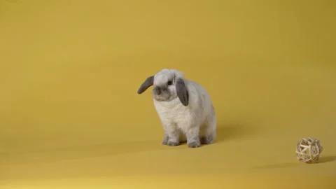 Little bunny washes itself on yellow background. Happy Easter day. Stock Footage 306306799