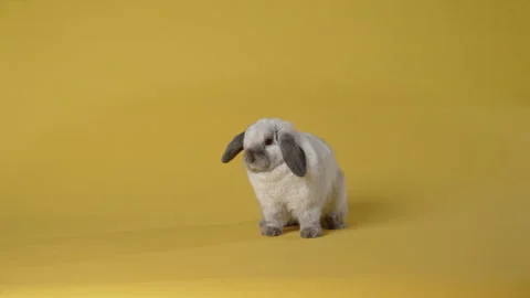 Little bunny washes itself on yellow background. Happy Easter day. Stock Footage 306307006