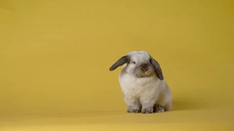 Little bunny washes itself on yellow background. Happy Easter day. Stock Footage 306308065