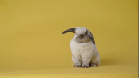 Little bunny washes itself on yellow background. Happy Easter day. Stock Footage 306308237