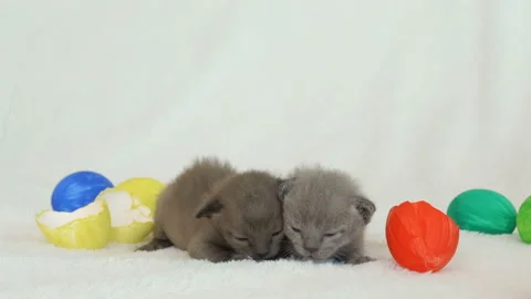 Little burmese kittens among easter eggs 動画素材 104710156