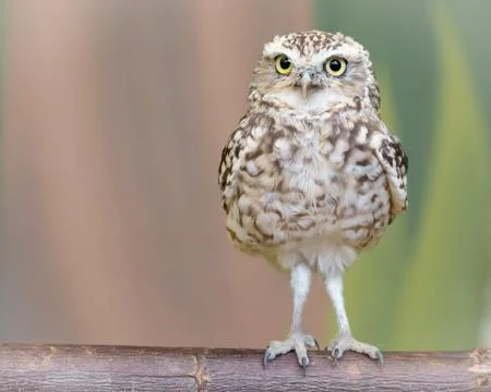 Little burrowing owl Stock Photos