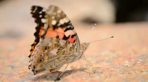 Little butterfly in the flow of the wind flies Stock Footage 50378533