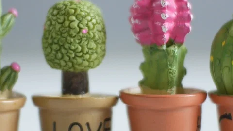 Little cactus on blur background. Stock Footage 116800902