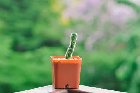 Little cactus Stock Photos