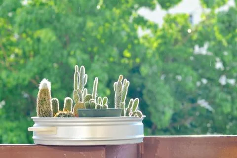 Little cactus Stock Photos