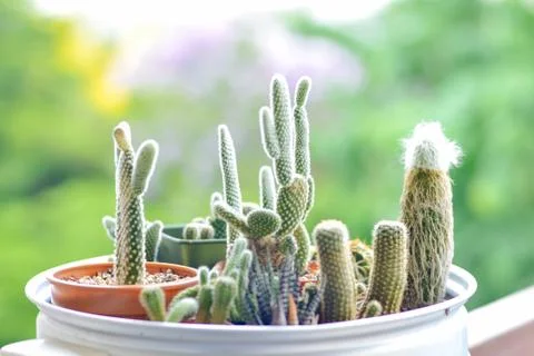Little cactus Stock Photos