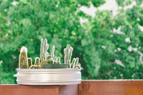 Little cactus Stock Photos