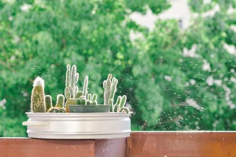 Little cactus Stock Photos