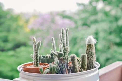 Little cactus Stock Photos