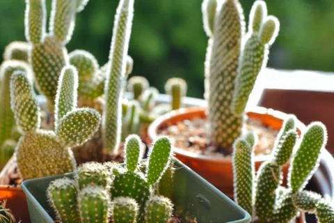 Little cactus Stock Photos