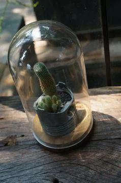 Little cactus Foto stock