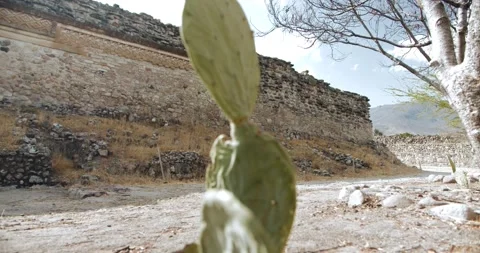 A little cactus in the shadow of ancient and Archaeological Mitla Oaxaca Mexico 動画素材 166362280