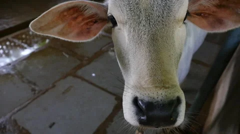 Little calf in the barn Stock Footage 68784404
