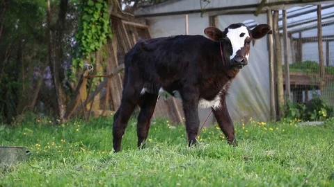 Little calf Stock Footage 90193456