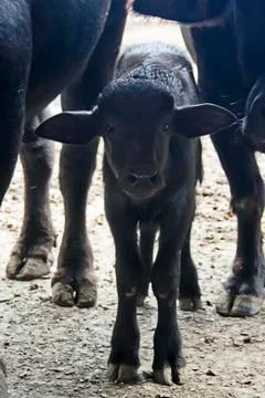 Little calf looking at the camera Stock Photos
