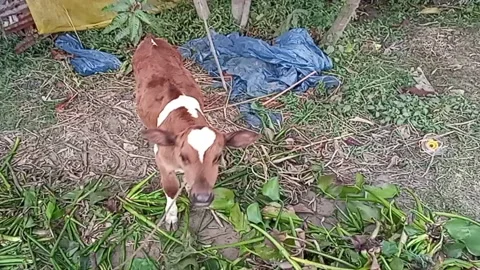 Little calf on the outside Stock Footage 226770305