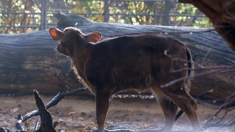 A little calf ruminate Stock-Footage 99019137