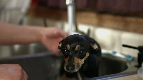 Little Calm Dog Gets a Bath Stock Footage 58973545