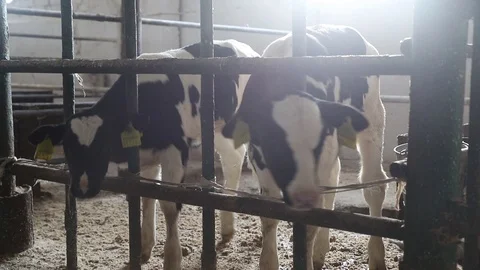 Little calves in the barn Stock Footage 113853130